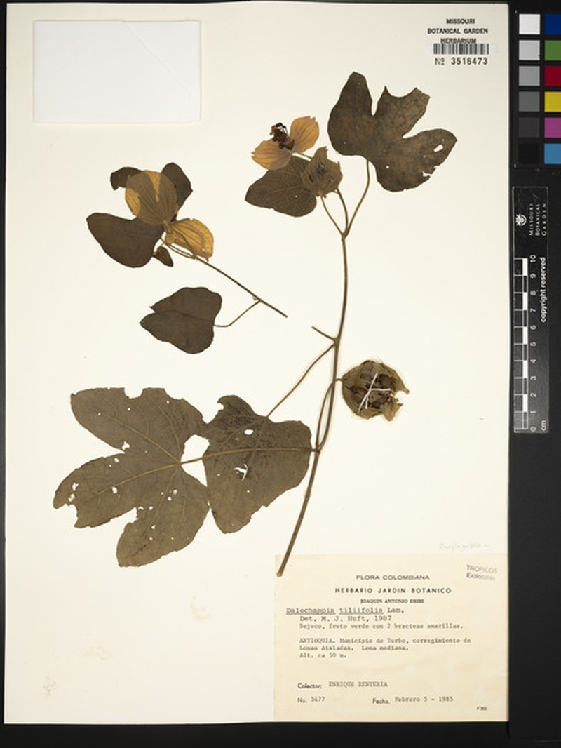Dalechampia colorata photo 2
