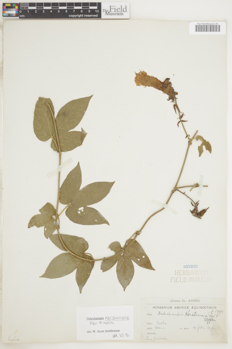 Dalechampia colorata photo 3