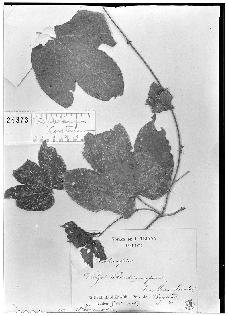 Dalechampia colorata photo 4