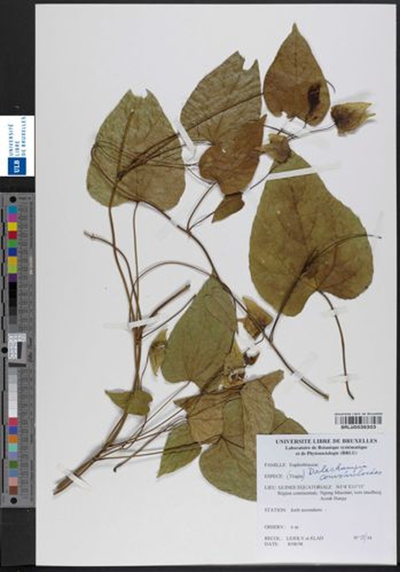Dalechampia convolvuloides