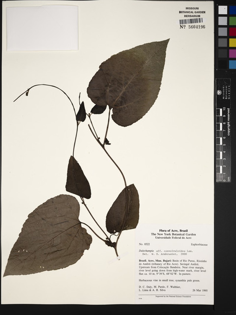 Dalechampia convolvuloides photo 2