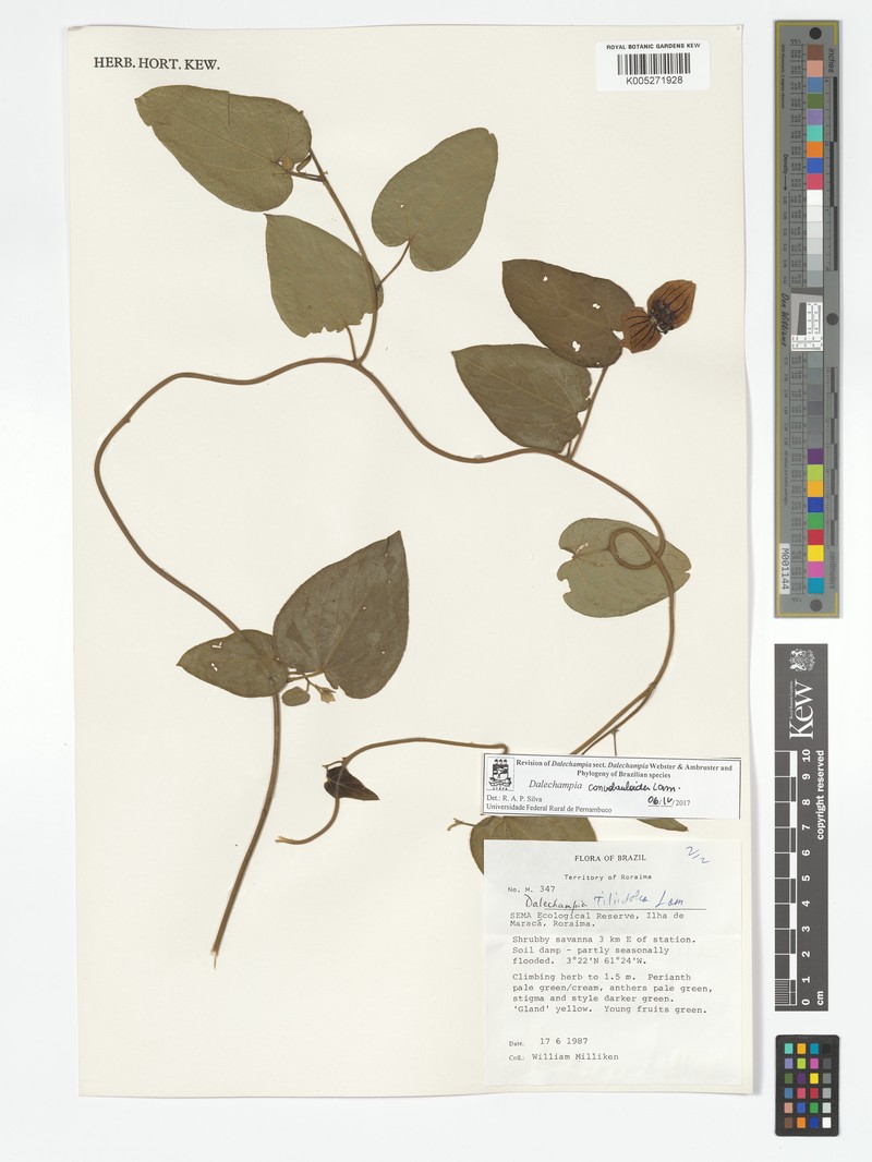 Dalechampia convolvuloides photo 3