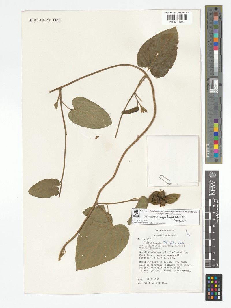 Dalechampia convolvuloides photo 4