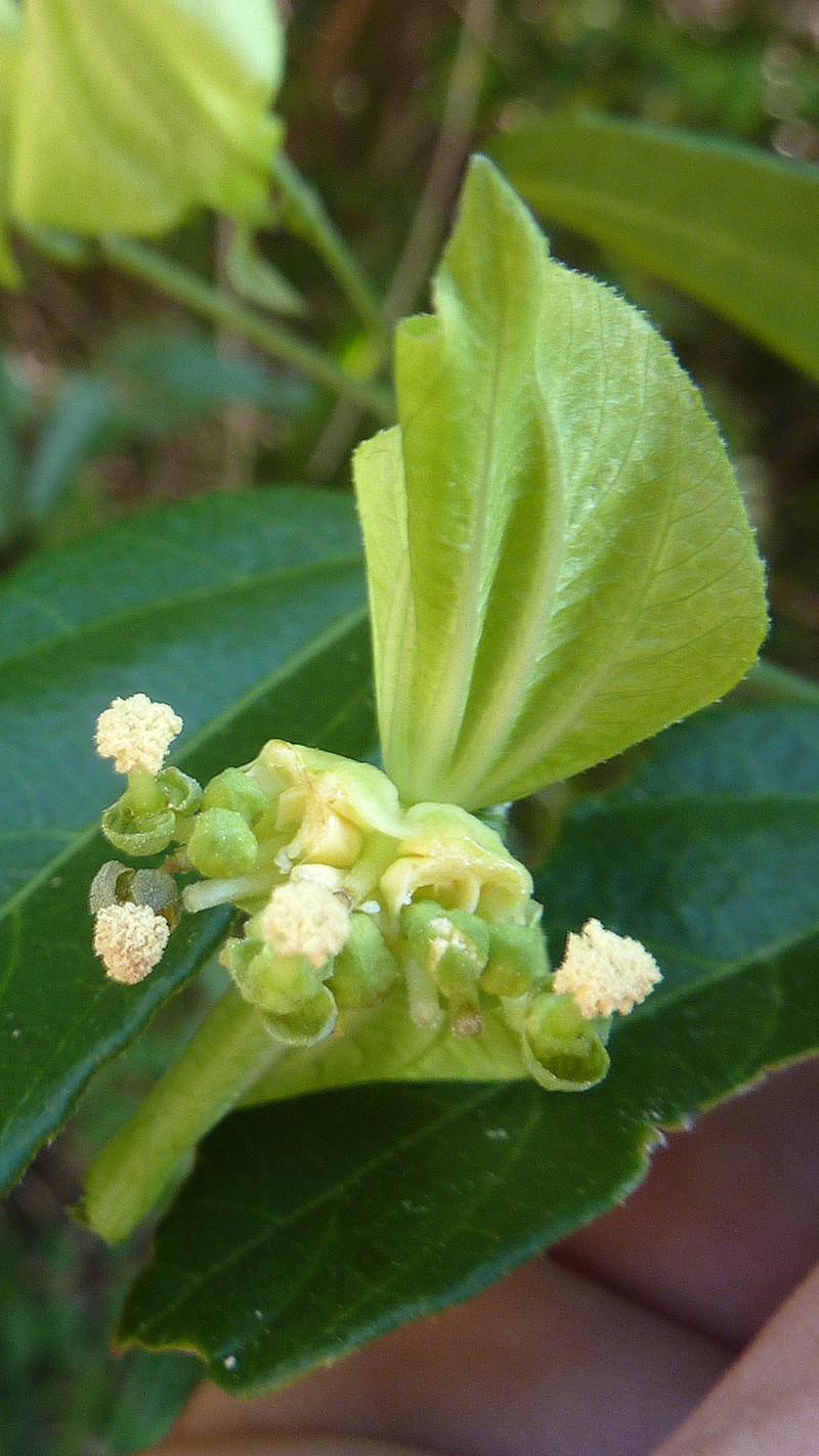 Dalechampia coriacea