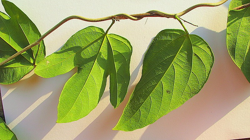 Dalechampia coriacea photo 2