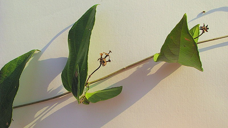 Dalechampia coriacea photo 3