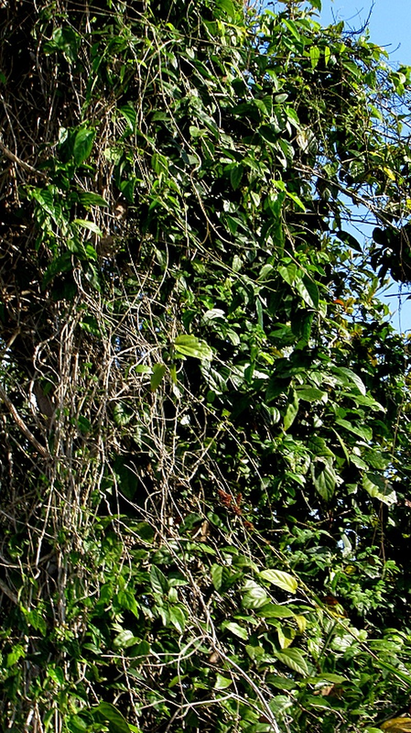 Dalechampia coriacea photo 4