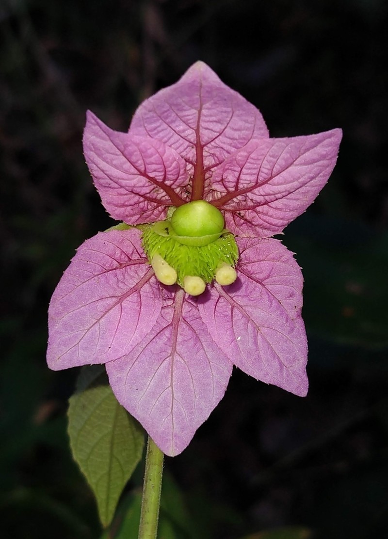 Dalechampia cujabensis