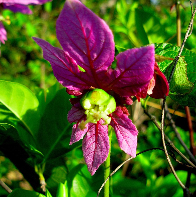 Dalechampia cujabensis photo 2