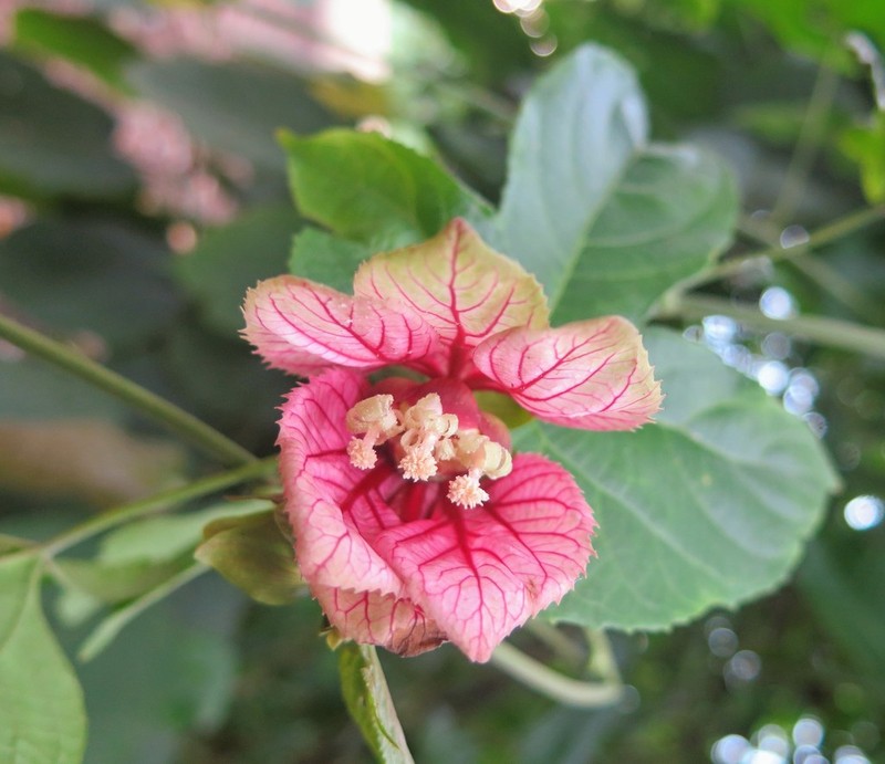 Dalechampia cujabensis photo 3