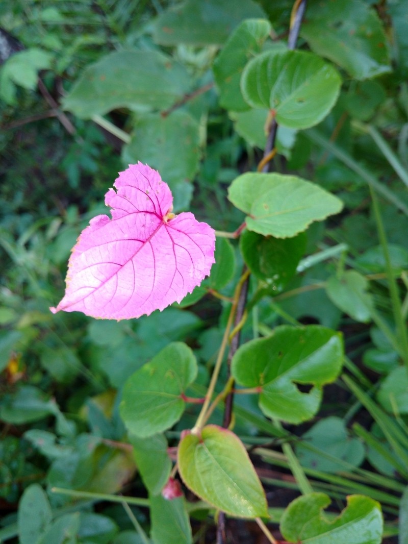 Dalechampia cujabensis photo 4