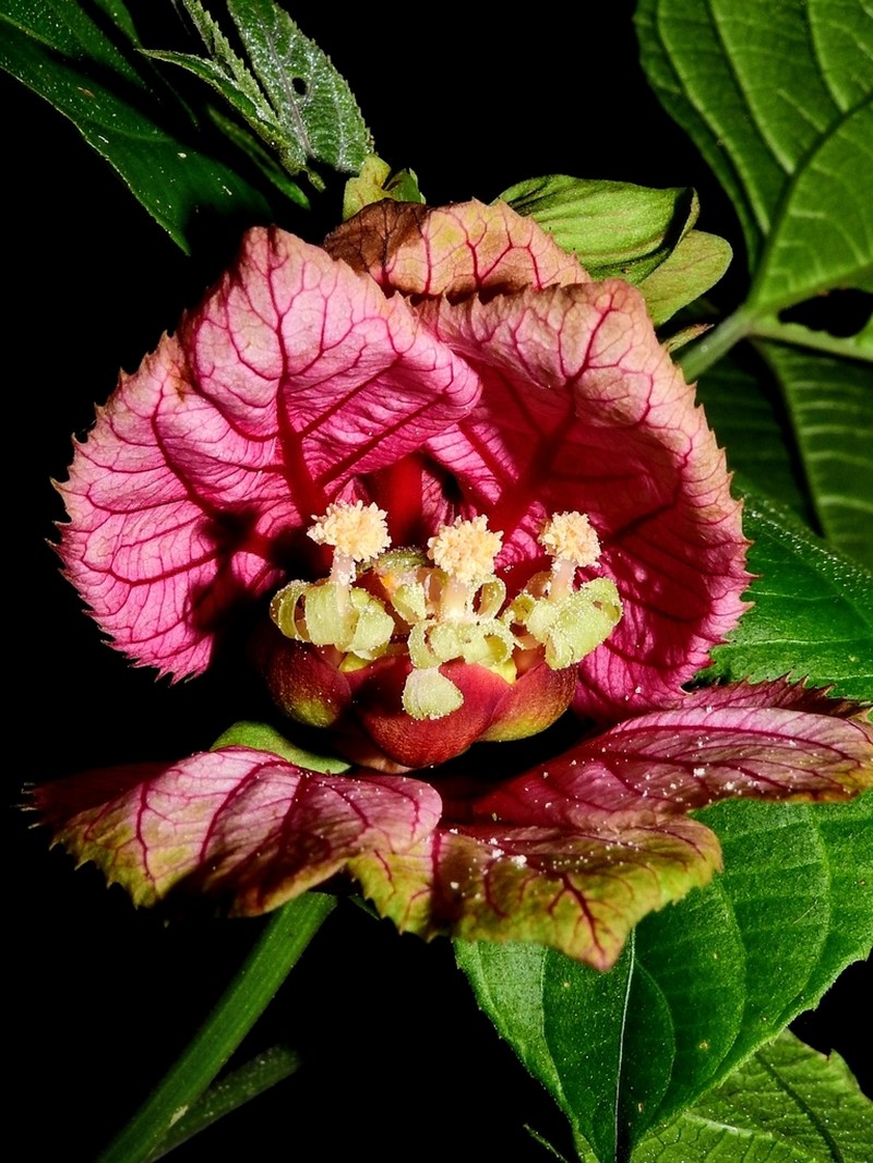 Dalechampia cujabensis photo 5