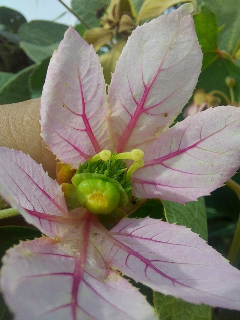 Dalechampia cujabensis photo 6