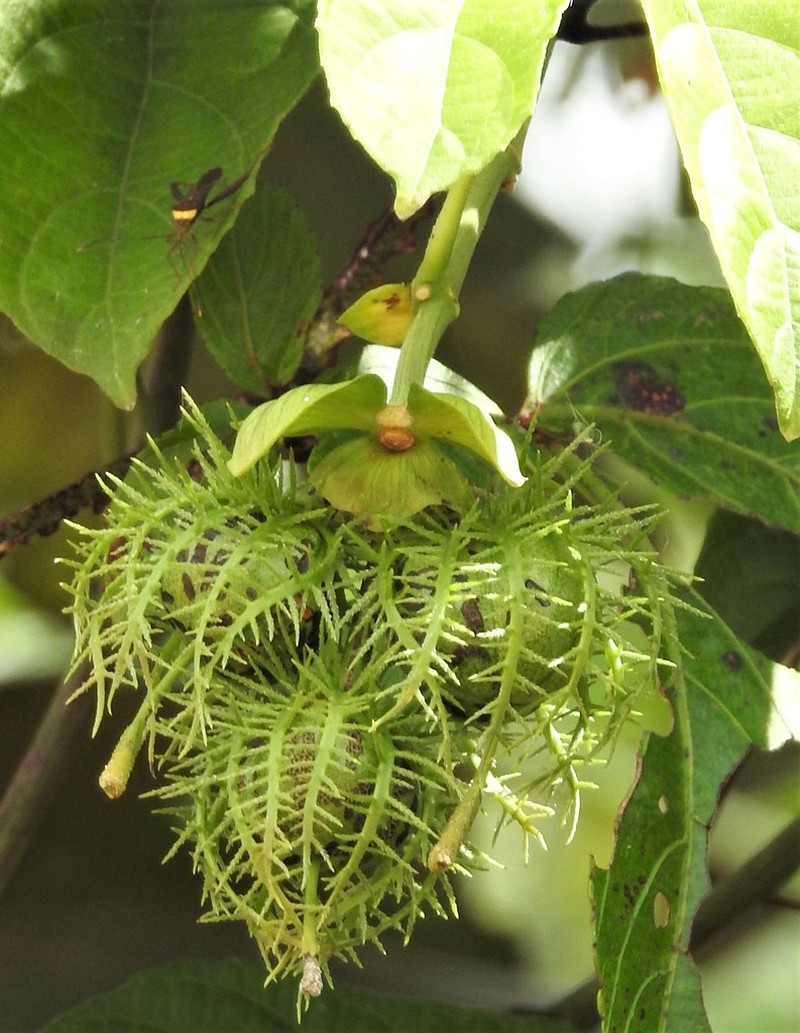 Dalechampia cujabensis photo 7
