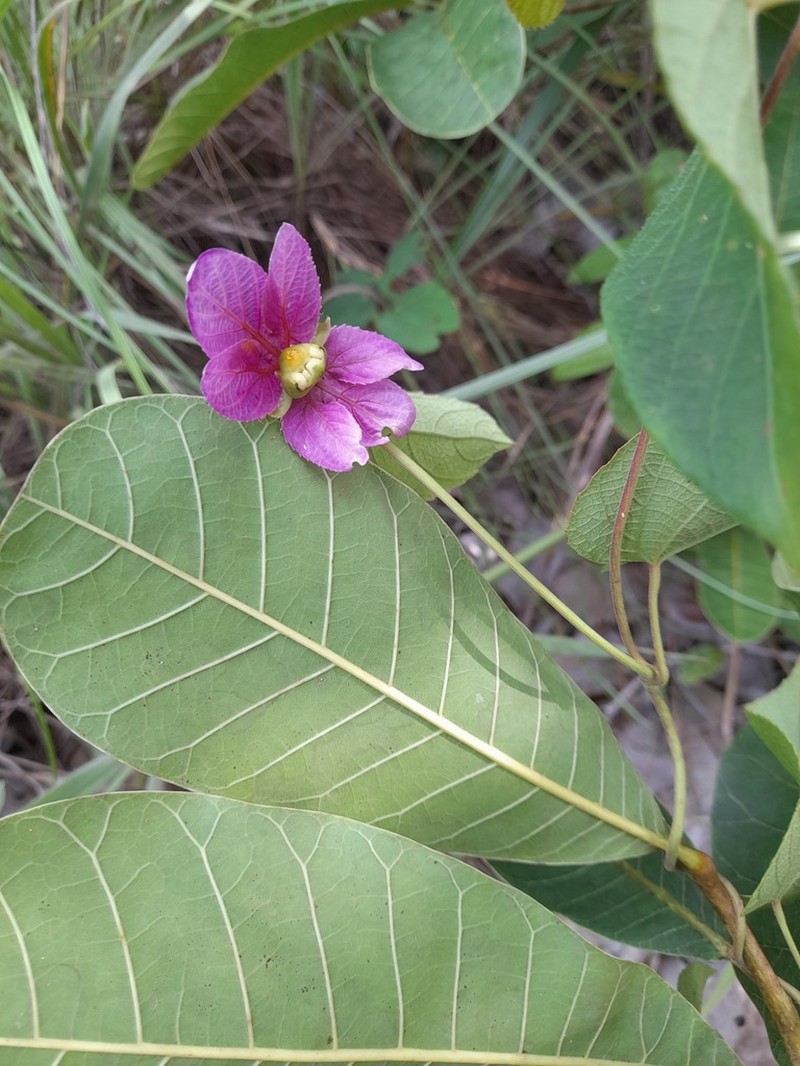 Dalechampia cujabensis photo 8