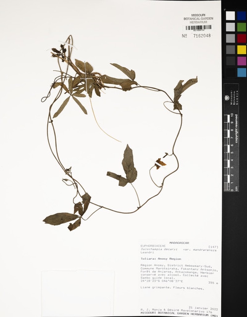 Dalechampia decaryi
