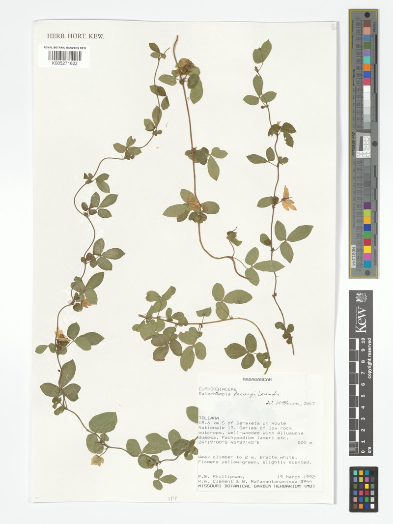 Dalechampia decaryi photo 2