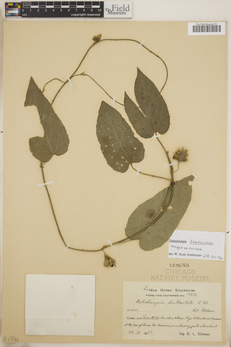 Dalechampia denticulata
