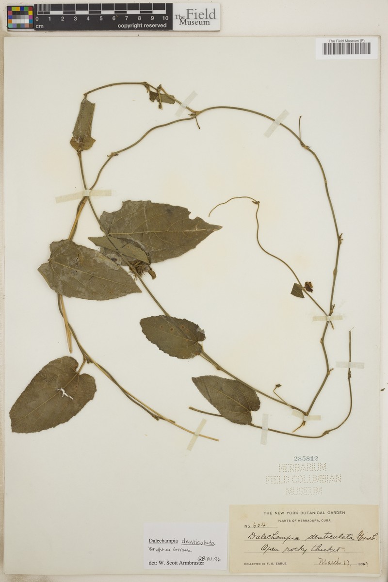 Dalechampia denticulata photo 2