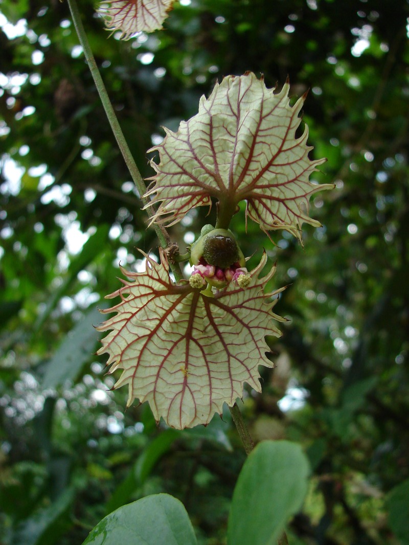 Dalechampia dioscoreifolia