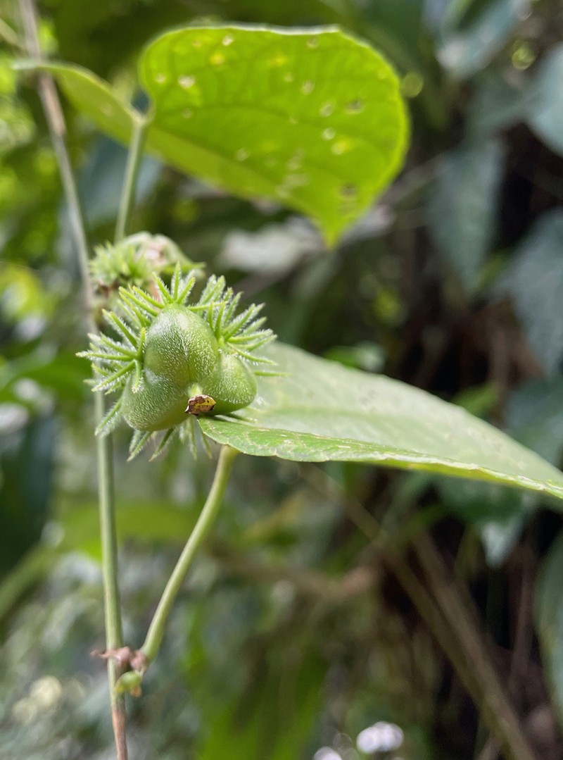 Dalechampia dioscoreifolia photo 2