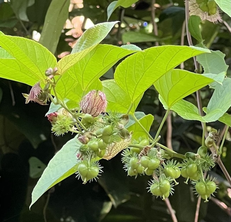 Dalechampia dioscoreifolia photo 3