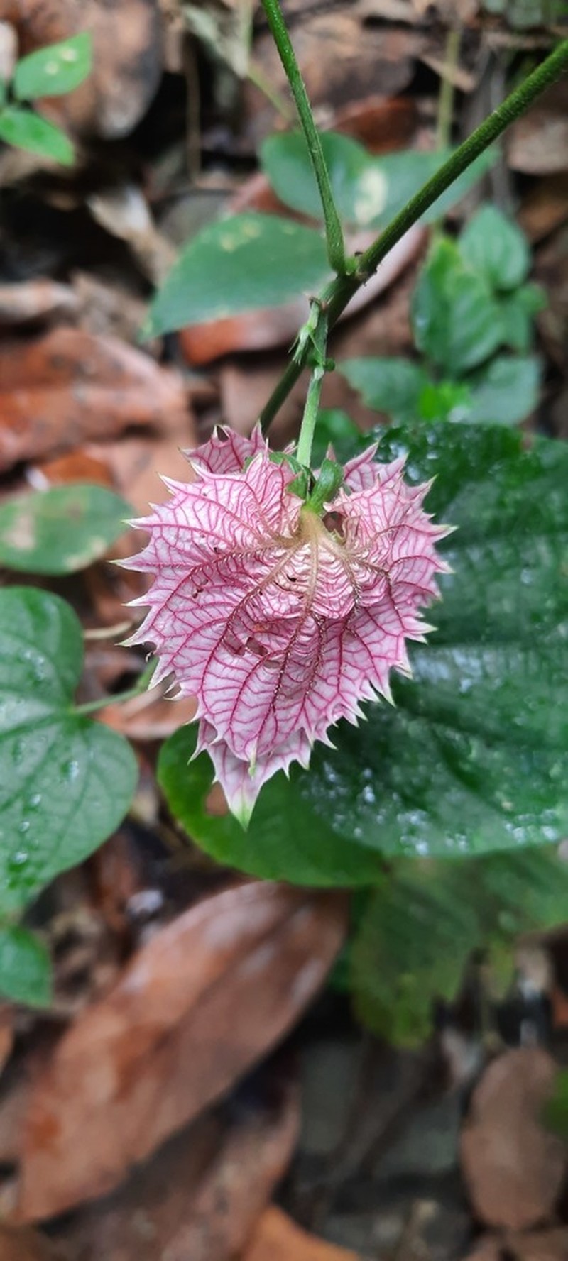 Dalechampia dioscoreifolia photo 4