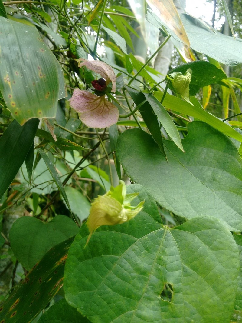 Dalechampia dioscoreifolia photo 5