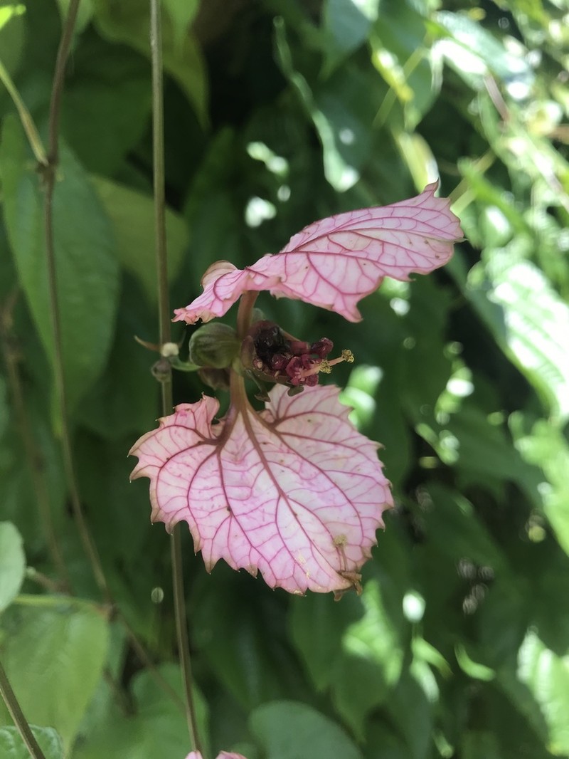 Dalechampia dioscoreifolia photo 6