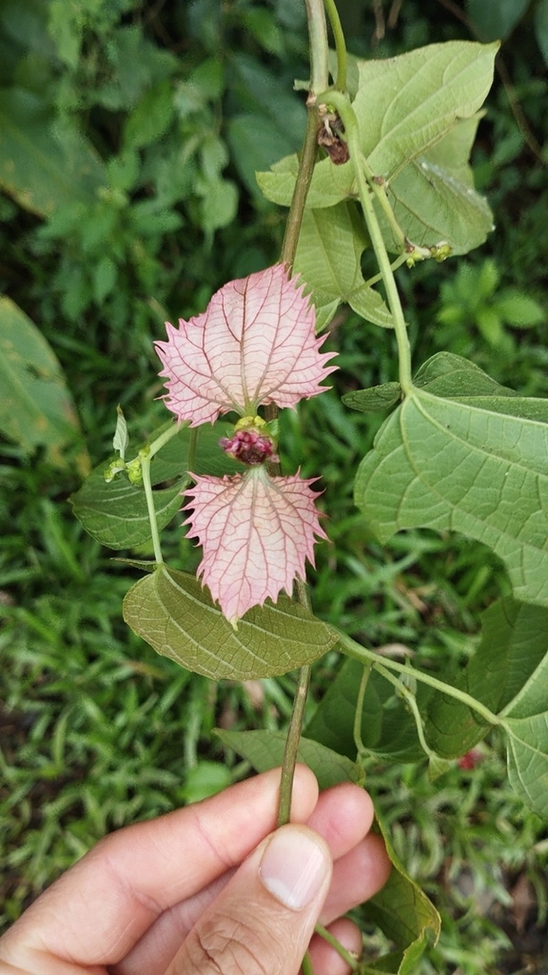 Dalechampia dioscoreifolia photo 7