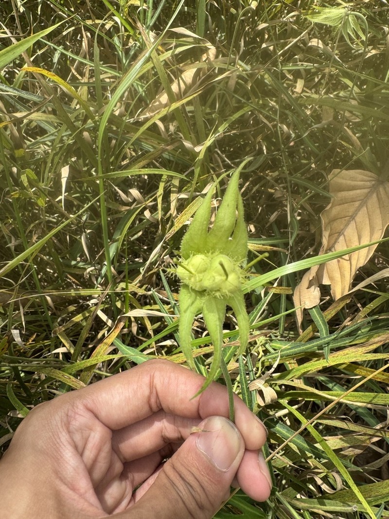 Dalechampia falcata