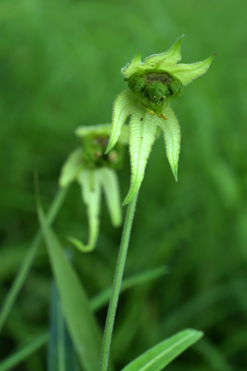 Dalechampia falcata photo 2