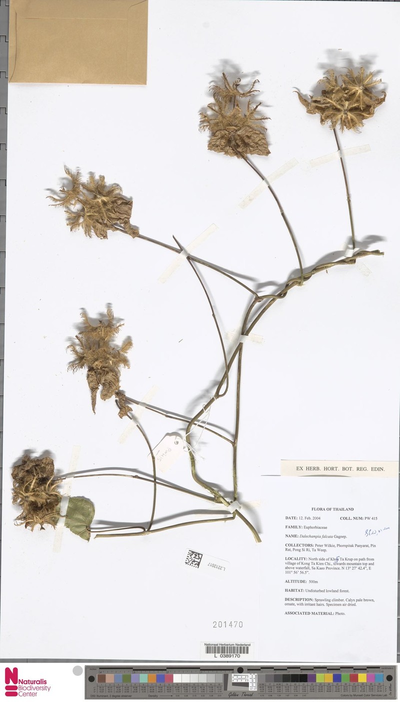 Dalechampia falcata photo 5