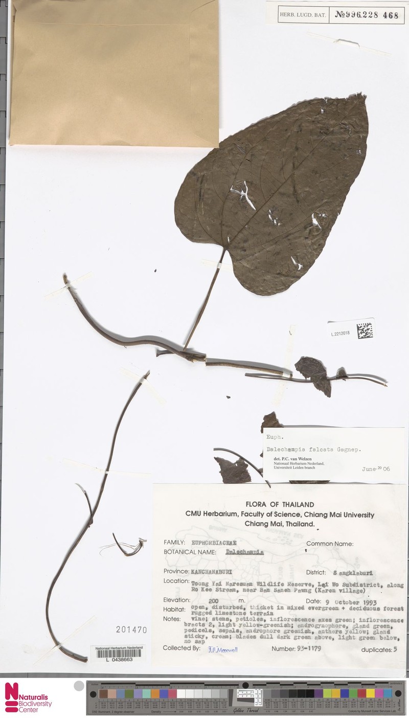 Dalechampia falcata photo 6
