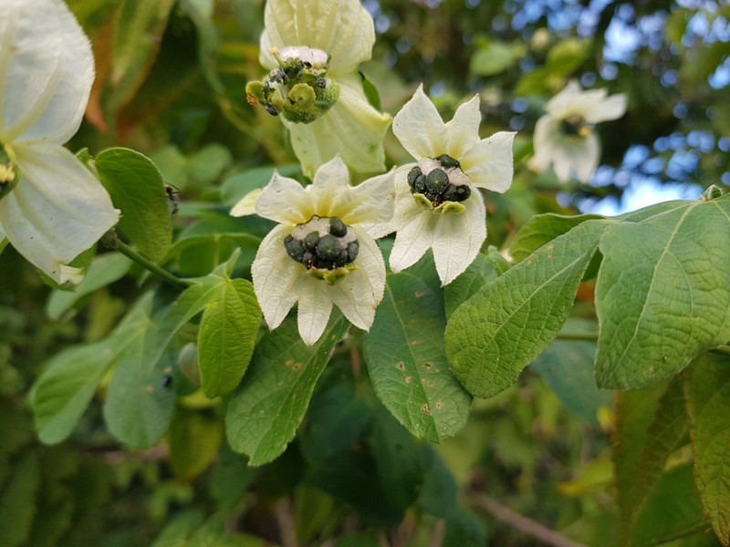Dalechampia fernandesii