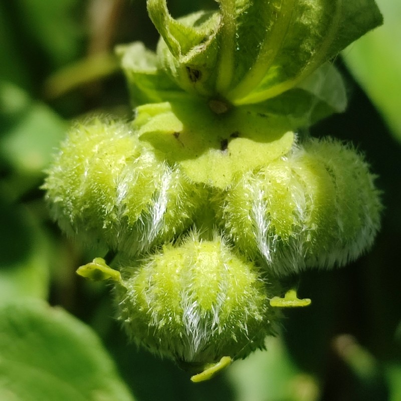 Dalechampia fernandesii photo 2