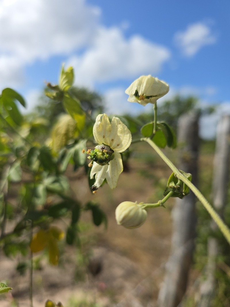 Dalechampia fernandesii photo 3
