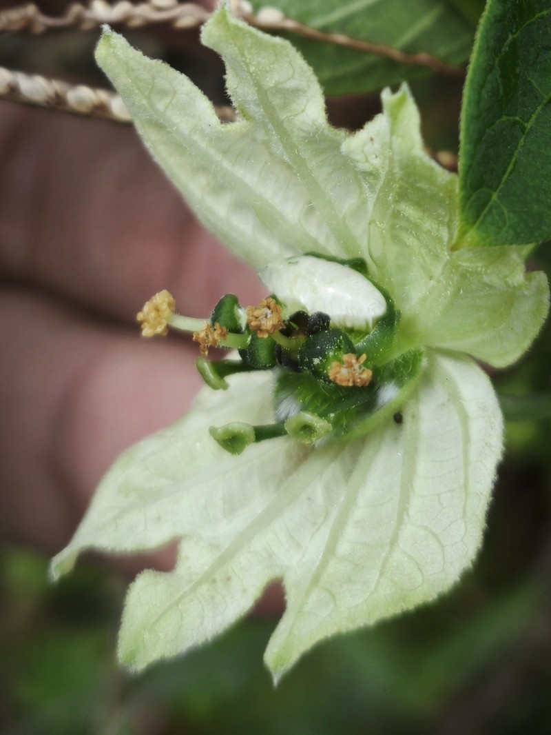 Dalechampia fernandesii photo 4