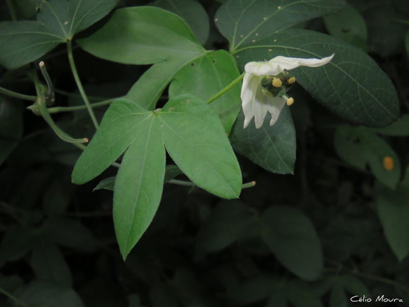 Dalechampia fernandesii photo 5