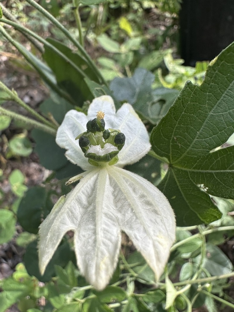 Dalechampia fernandesii photo 7