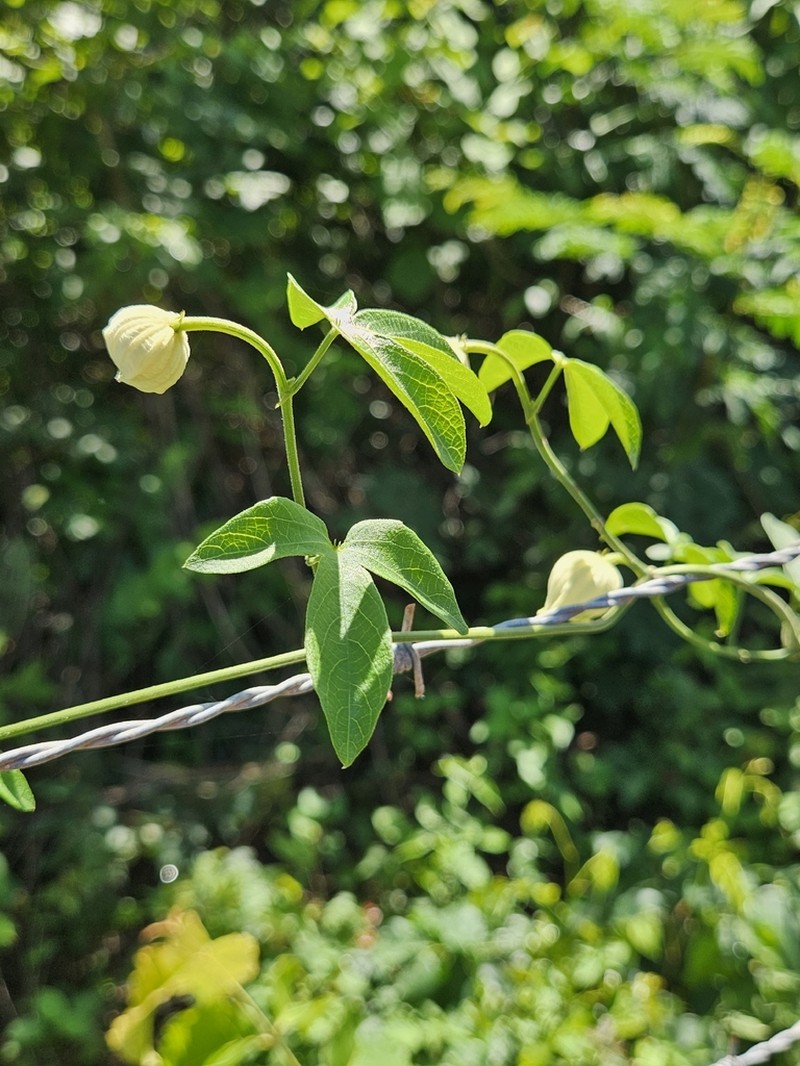 Dalechampia fernandesii photo 8