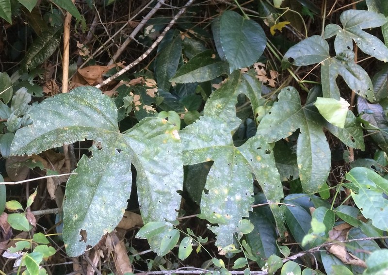 Dalechampia ficifolia