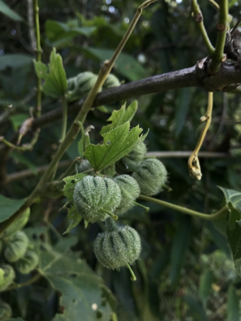 Dalechampia ficifolia photo 2