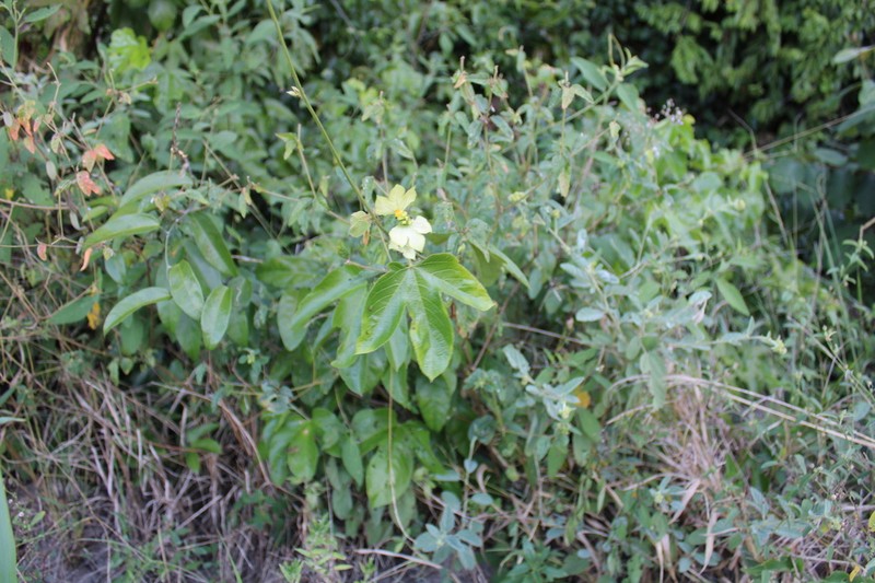 Dalechampia ficifolia photo 3