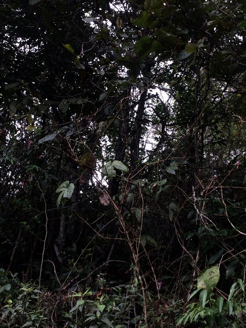 Dalechampia ficifolia photo 4