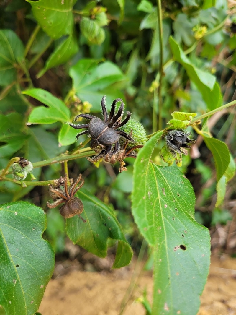 Dalechampia ficifolia photo 6