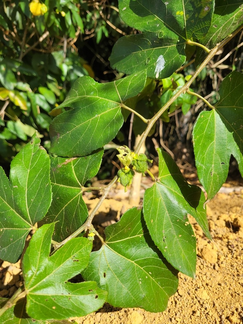 Dalechampia ficifolia photo 8