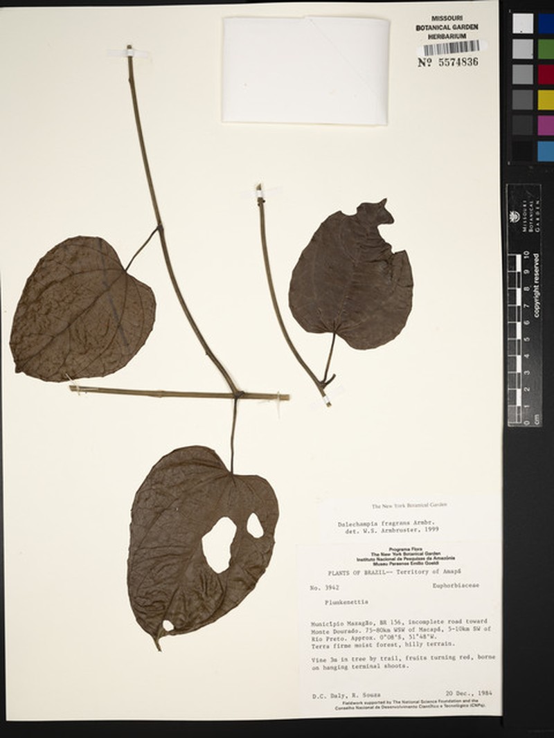 Dalechampia fragrans photo 2