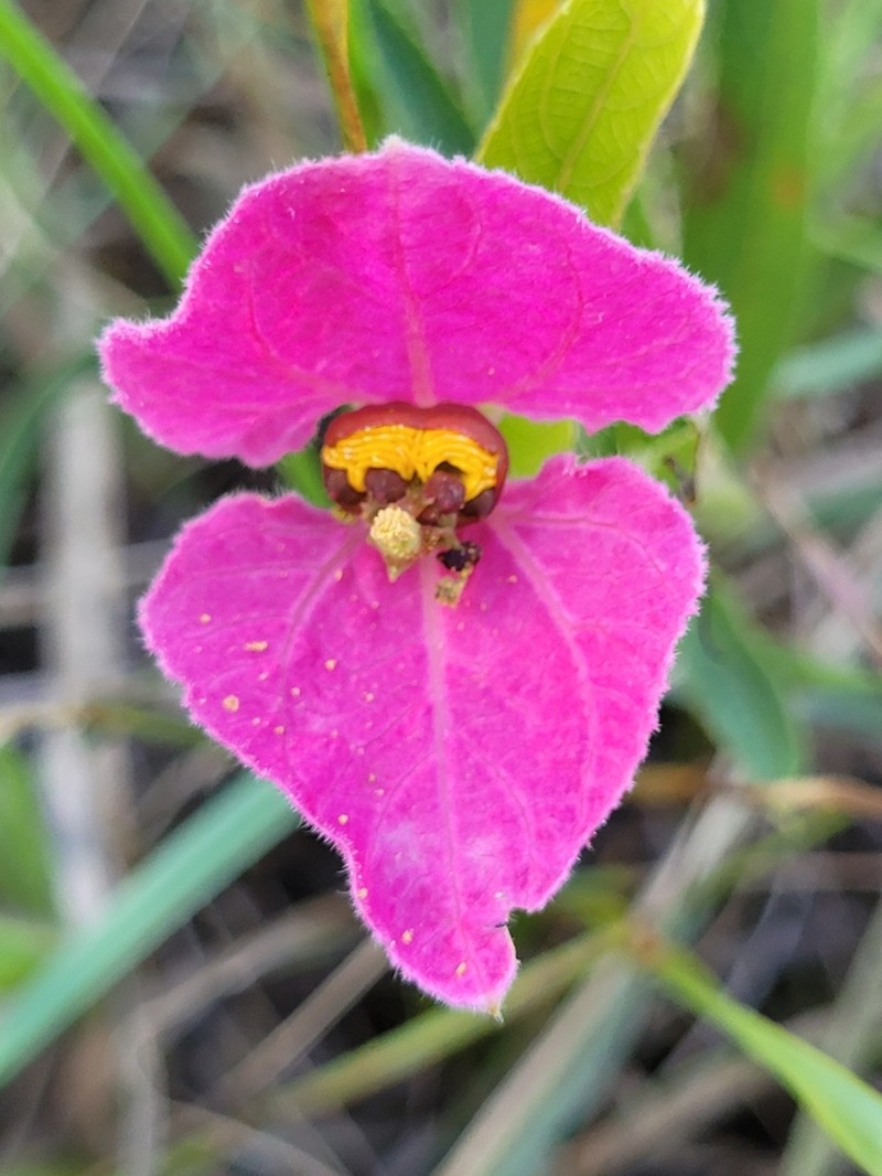 Dalechampia francisceana