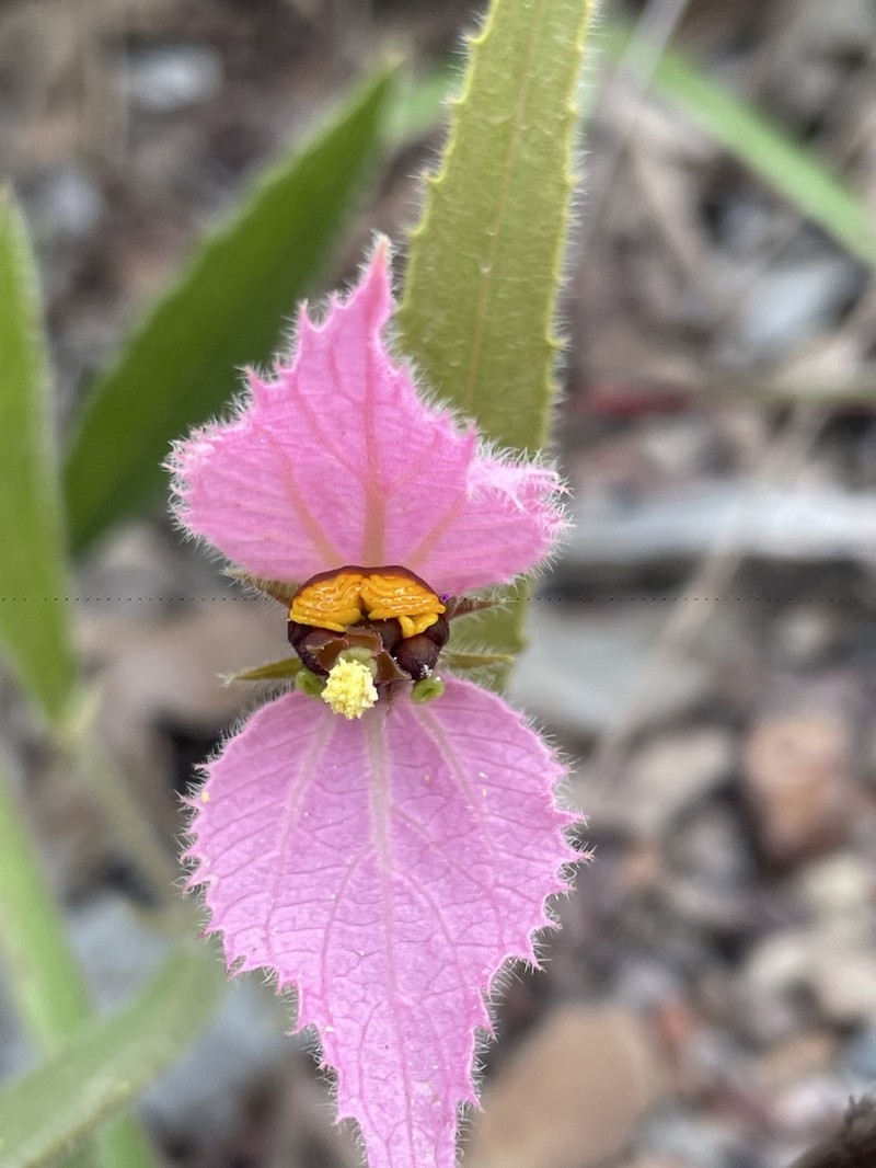 Dalechampia francisceana photo 2